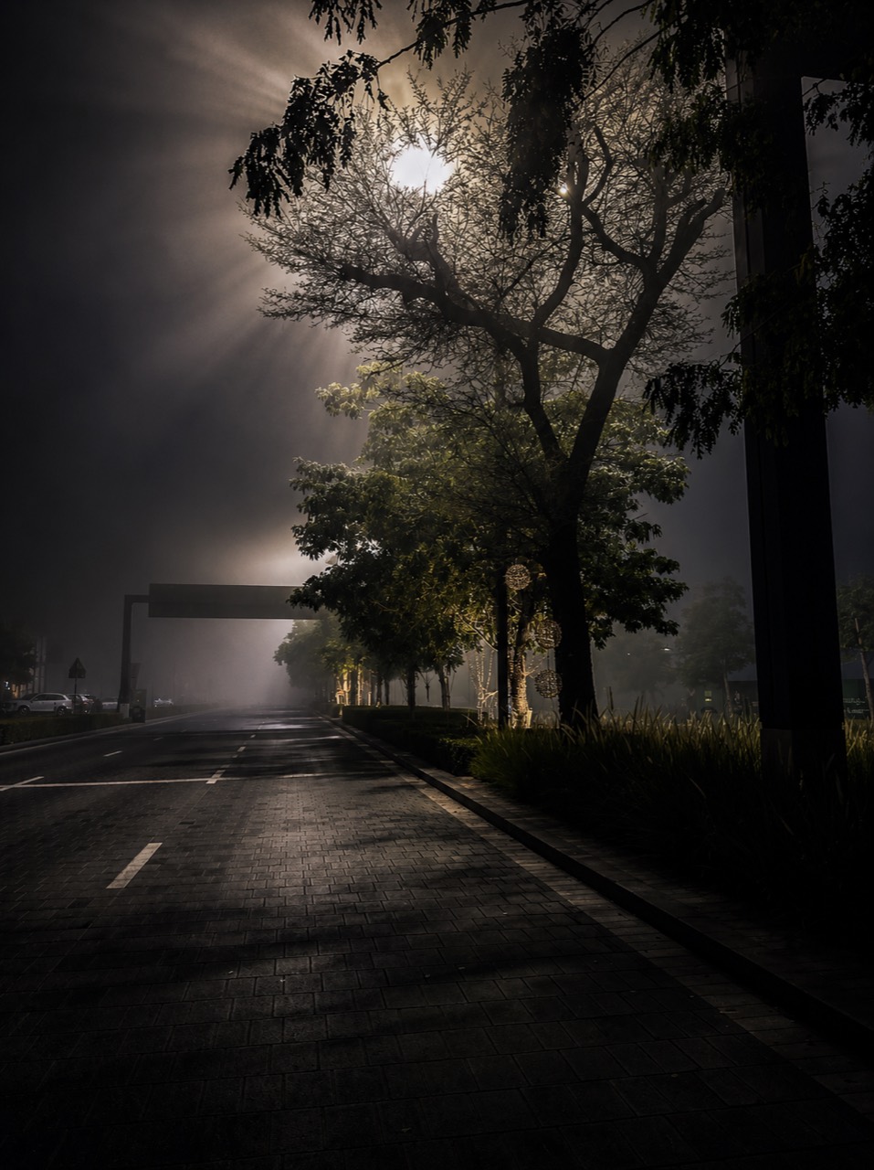 Foggy night road under tree silhouettes and street lights